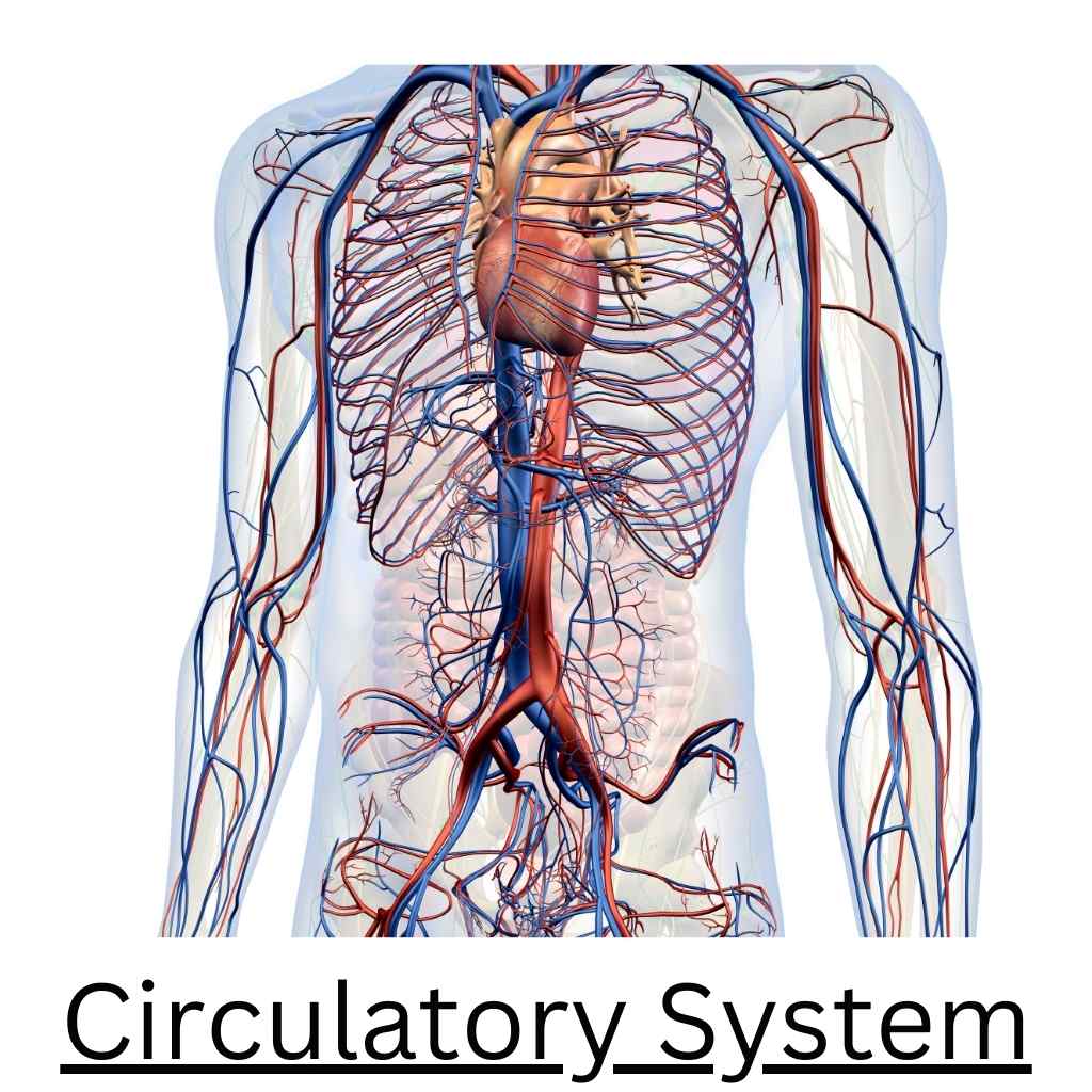 circulatory system