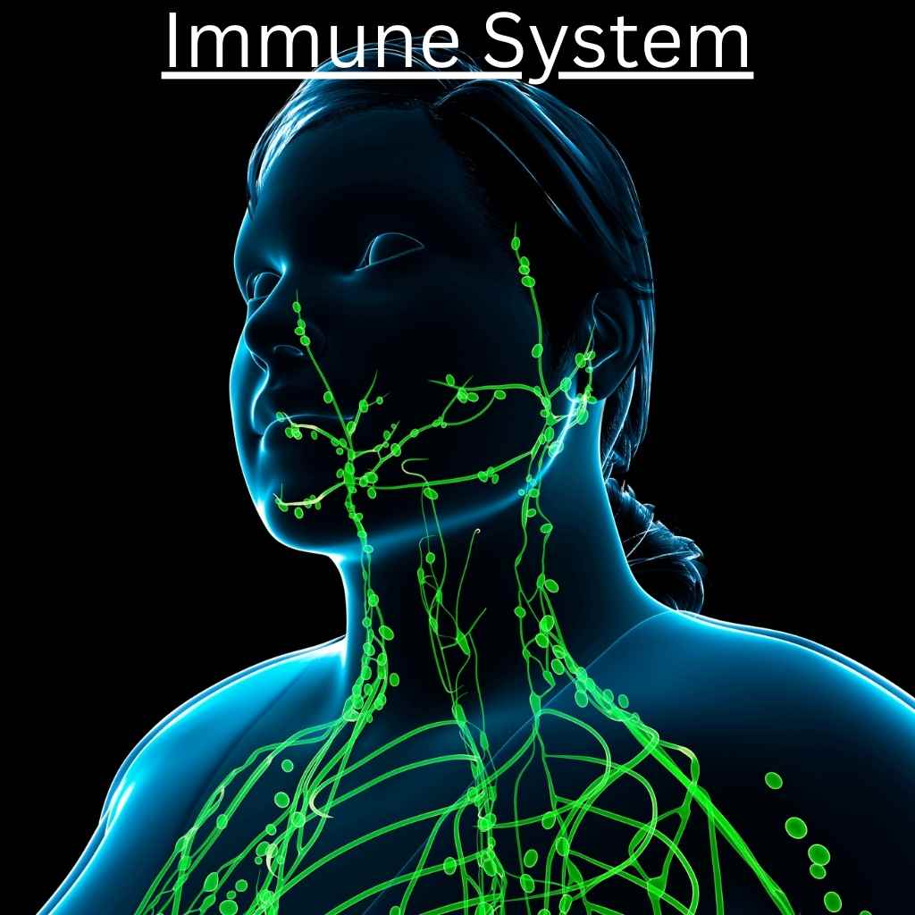 Immune System