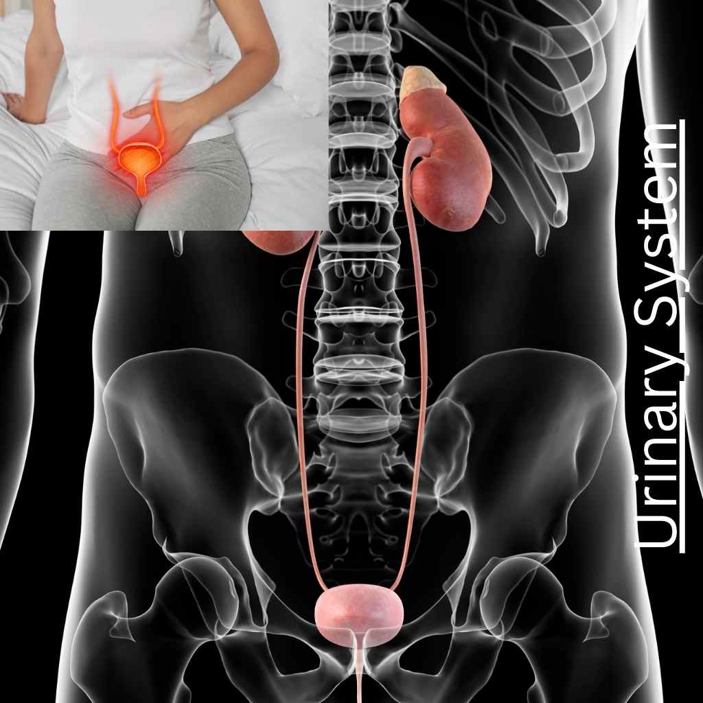 Urinary System