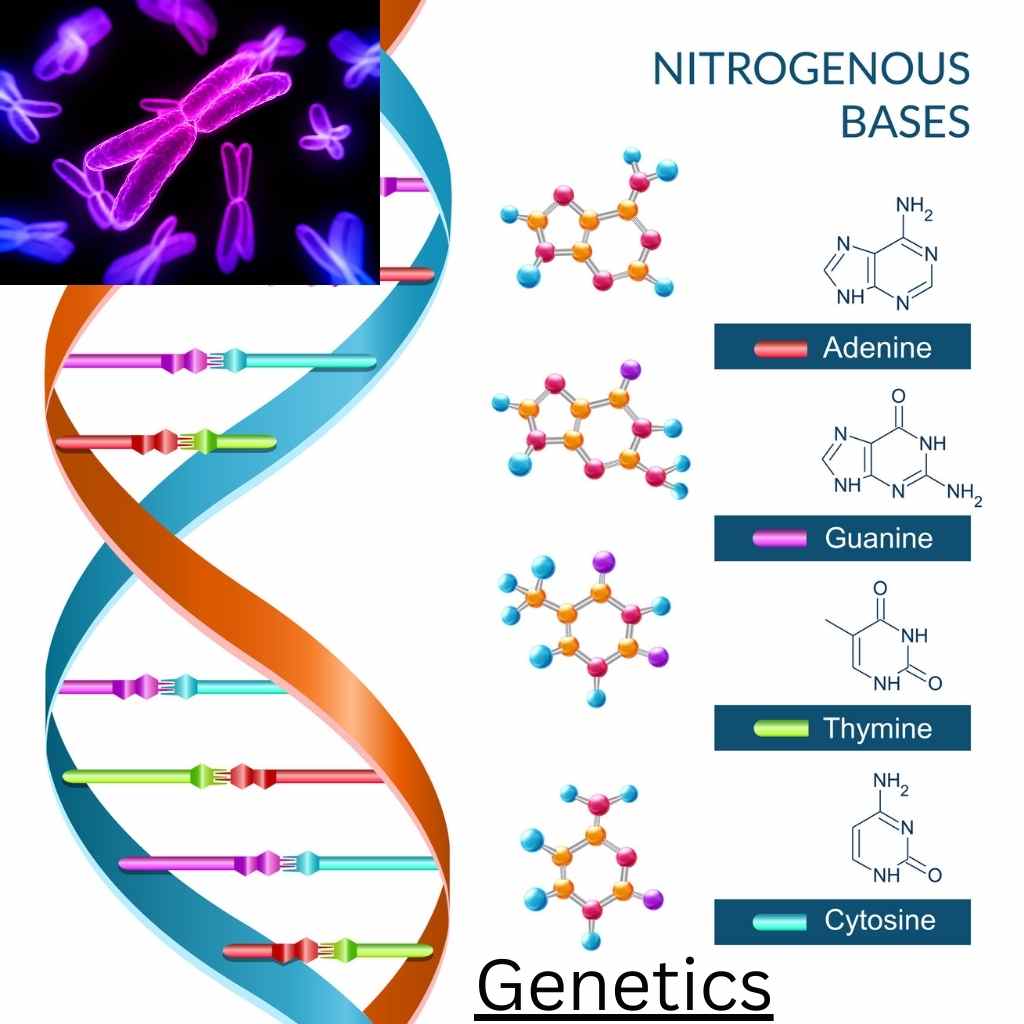 Genetics