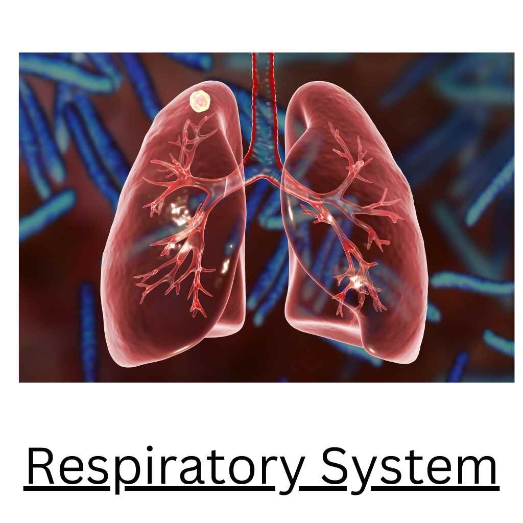 Respiratory System