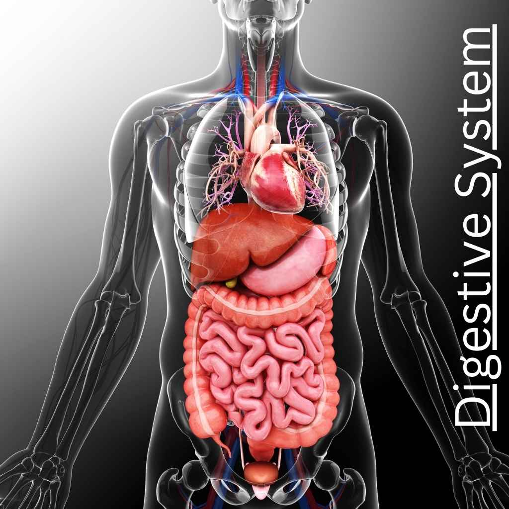 Digestive System