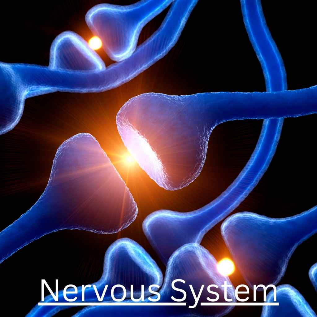 Nervous System