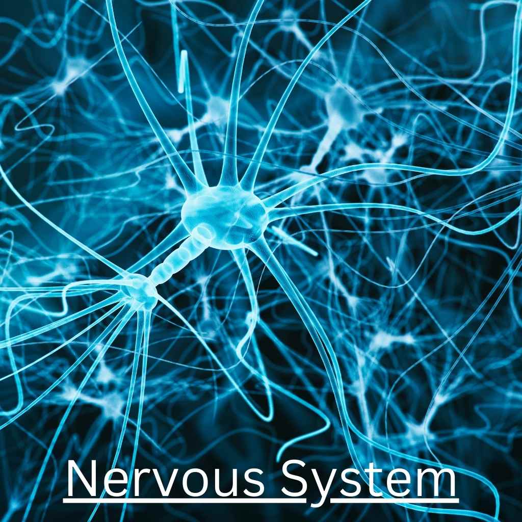 Sensory Systems