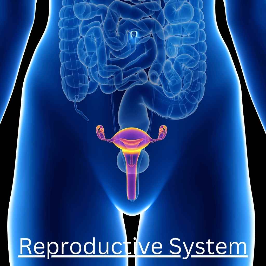 Reproductive System