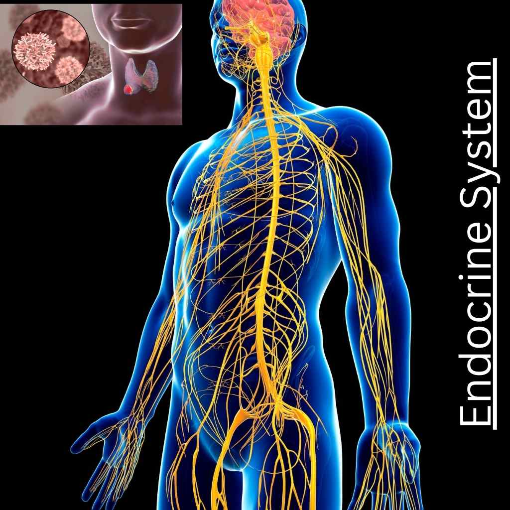 Endocrine System​