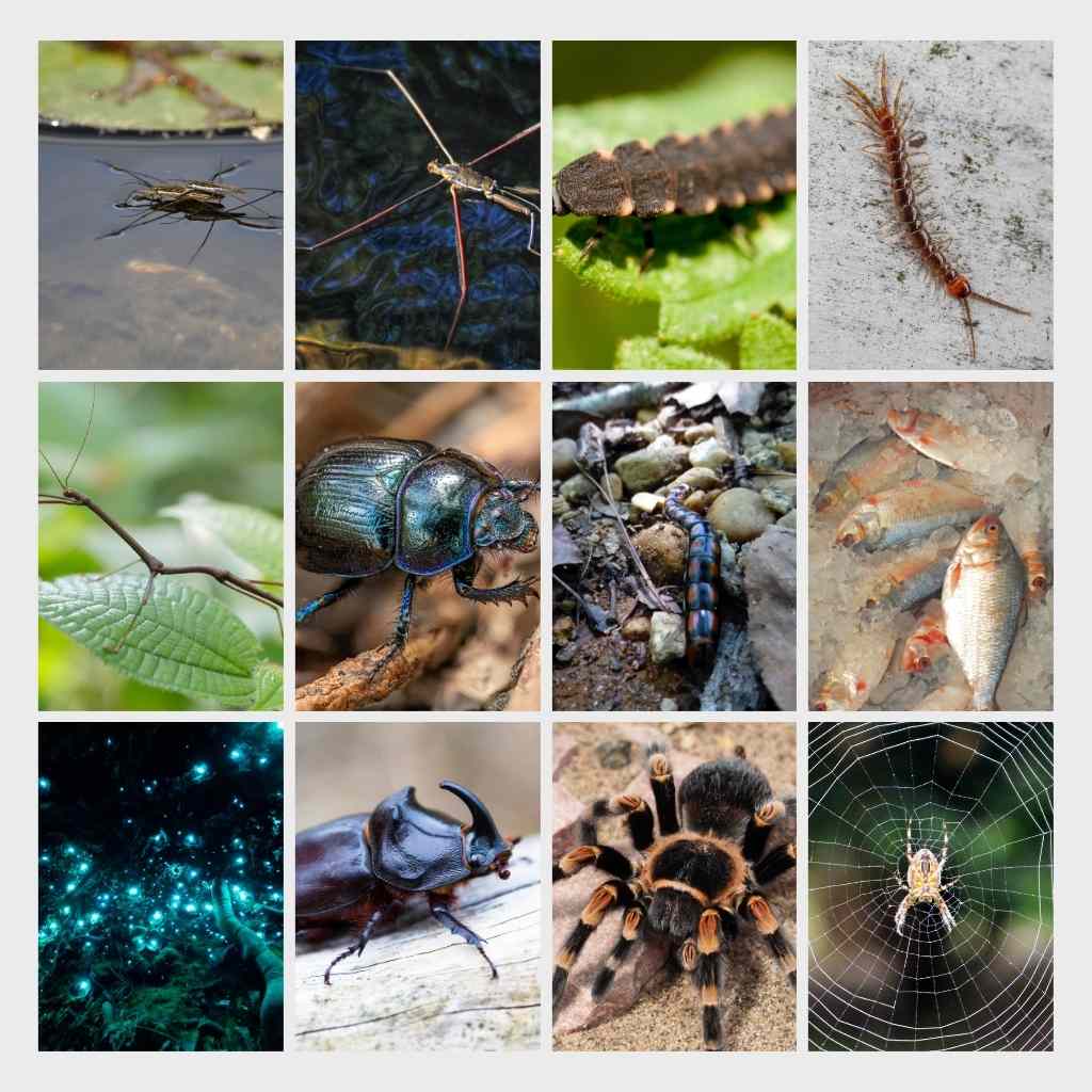 10 insects name