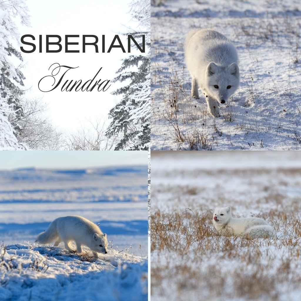 Siberian Tundra: Capturing the icy vastness of Siberia, highlighting its harsh environment.