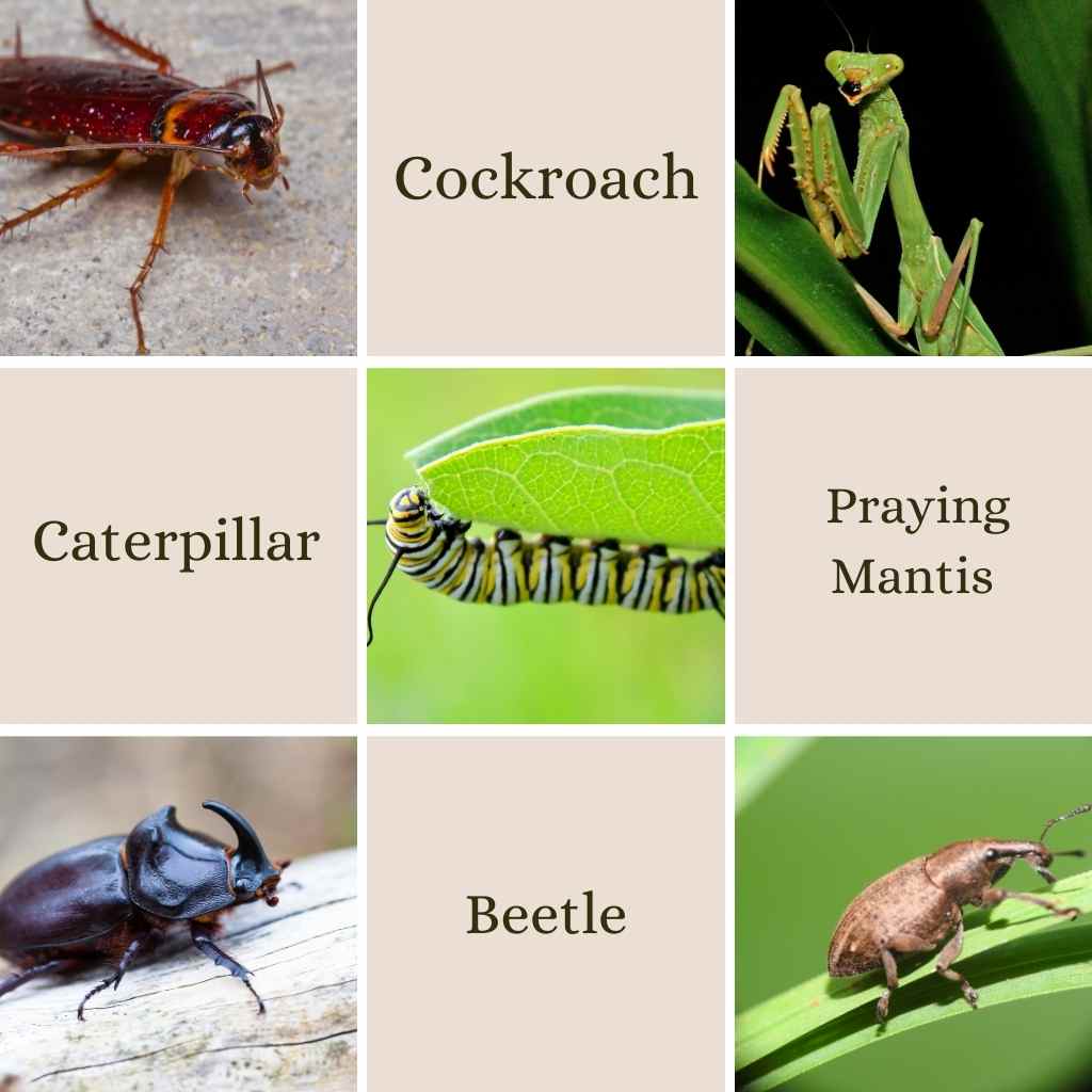 10 Insects Name