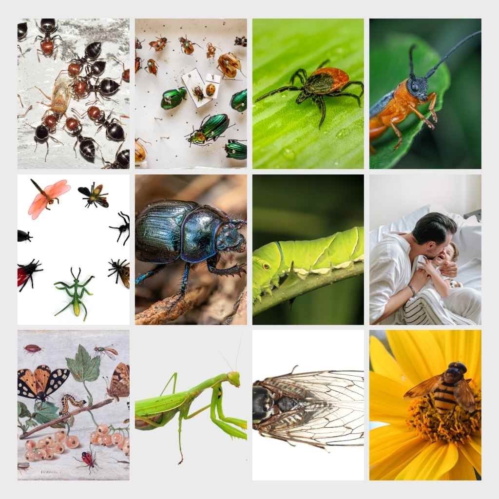 10 insects name