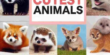 top 10 cutest animals