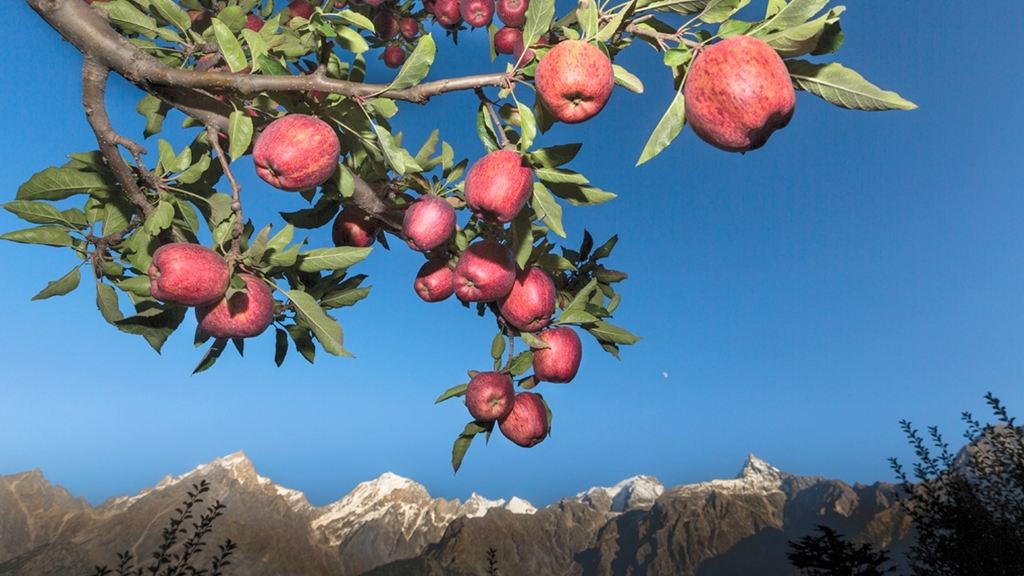 Kinnaur: The Land of Apples